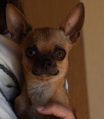 Les Chihuahua de l'affixe De L'Arche De Florette